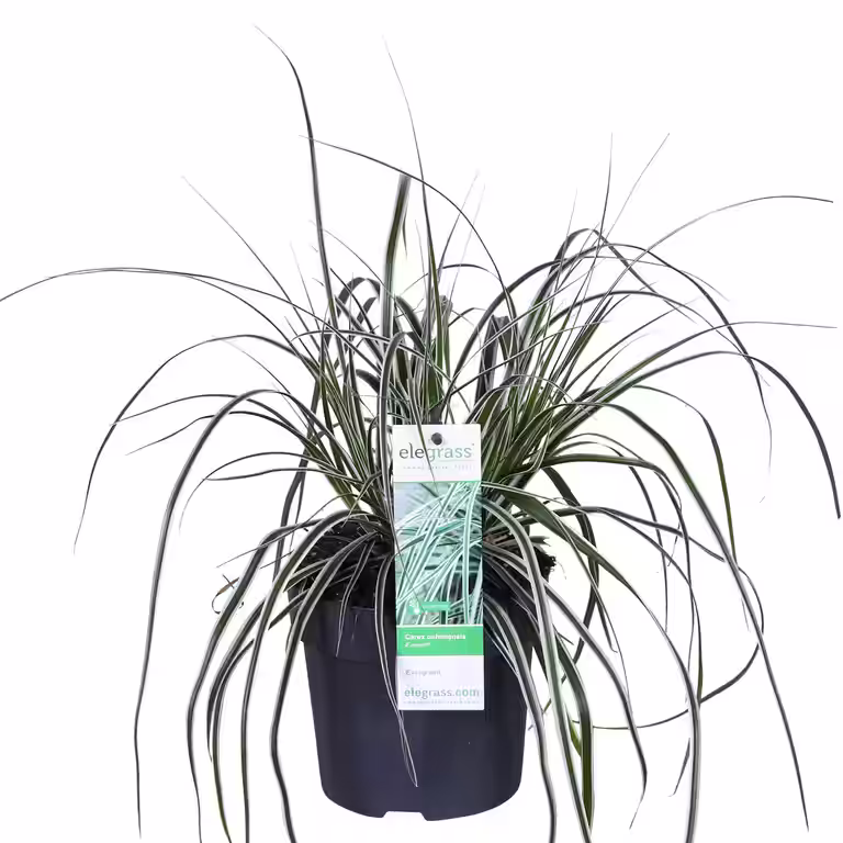 Carex 'Everest' 14 cm