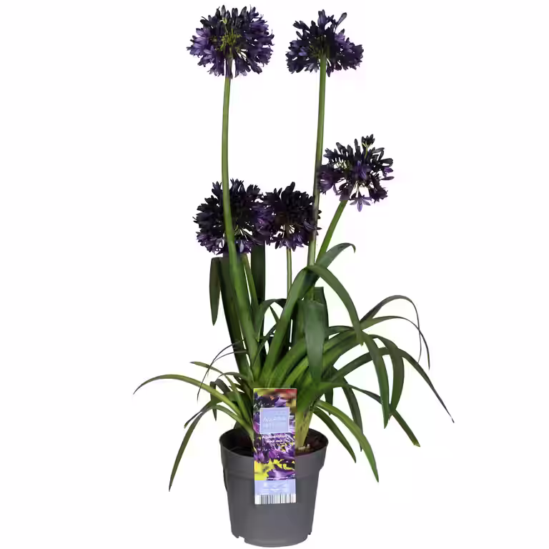Agapanthus 'Midnight Sky'