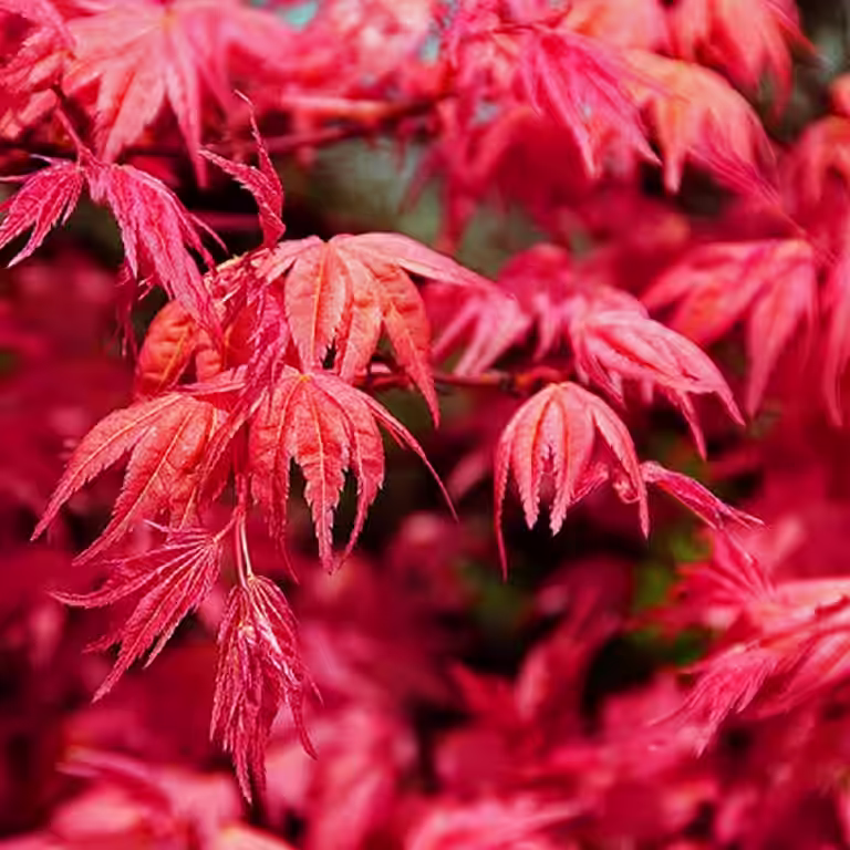 Acer palmatum 'Beni-maiko' 180-225cm 55cm