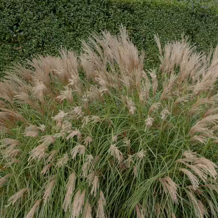 Miscanthus sinensis 'Adagio' 29cm