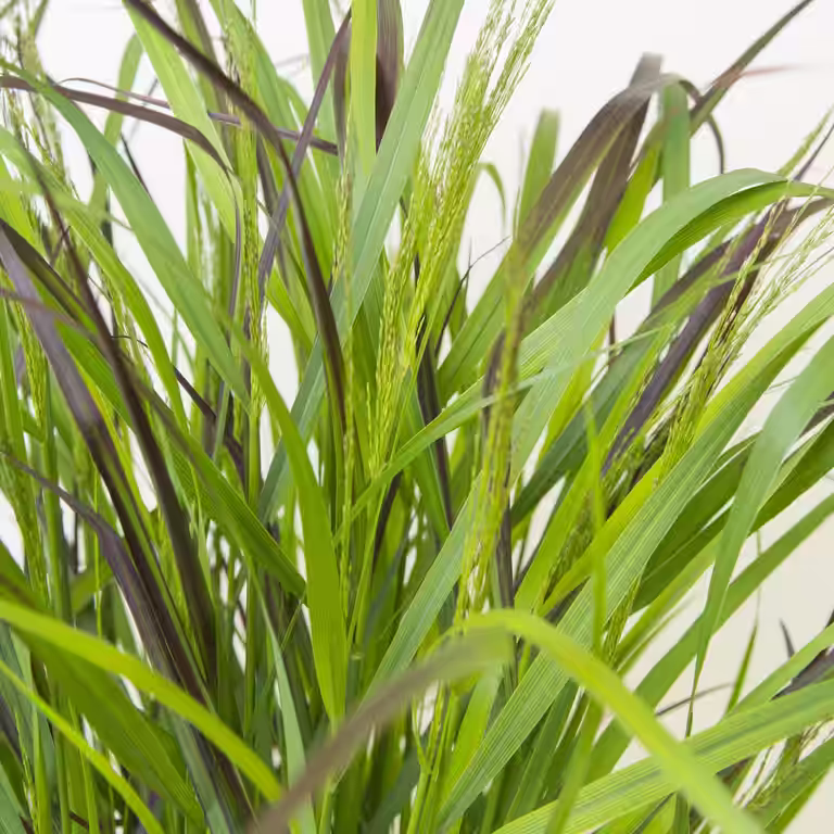 Panicum virg. 'Squaw' 29cm