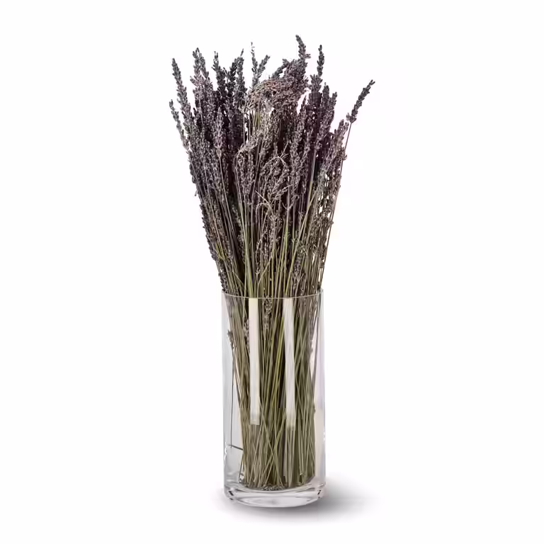 Lavendel Super Blue