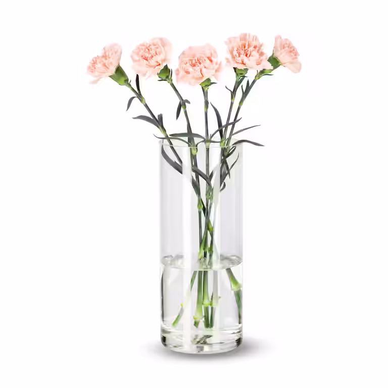 Carnation