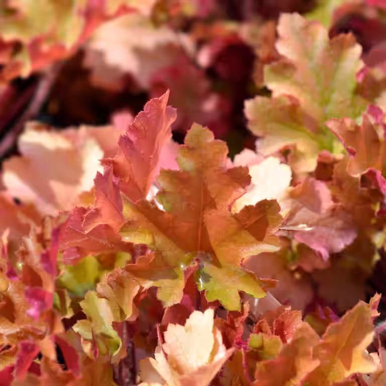 Heuchera 'Marmelade'