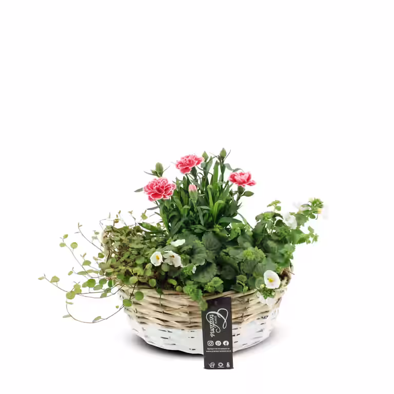 Sommerbeplantning med nellik i kurv