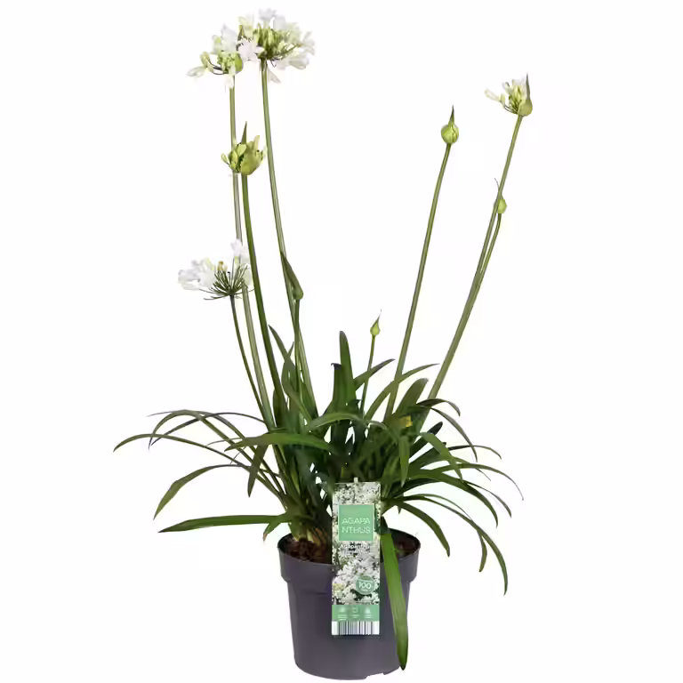 Agapanthus 'Ever White'