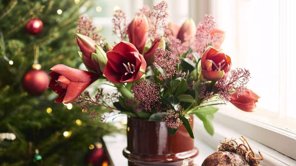 Juleblomster som skaper julestemning 