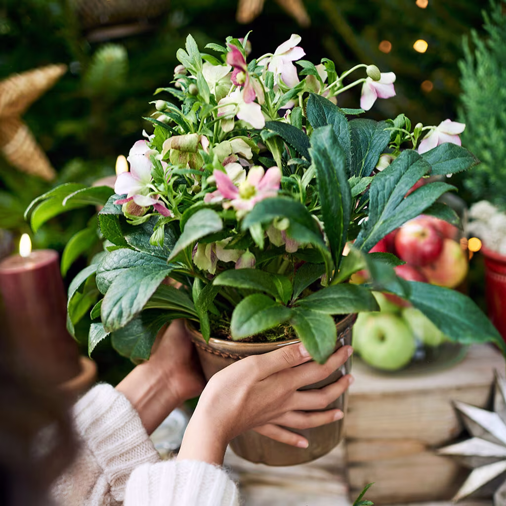 Juleplanter som gaver 