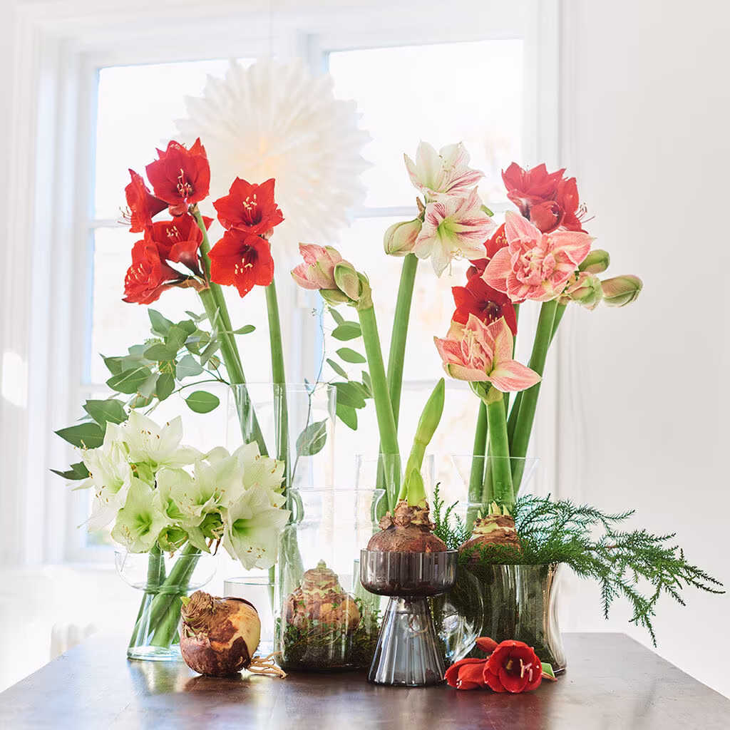 Få amaryllisen til blomstre når du vil 