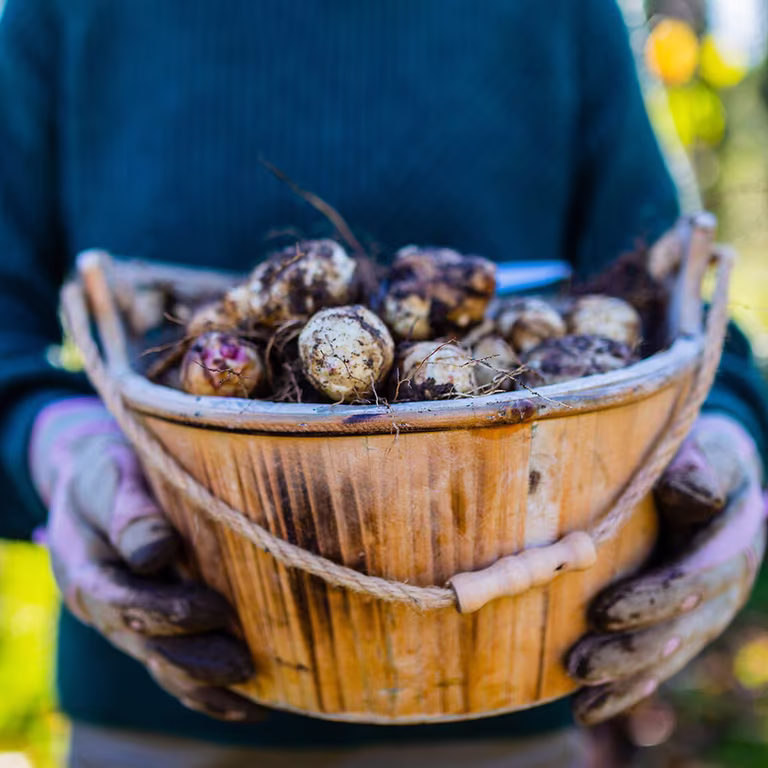 October - this is what you can sow and cultivate