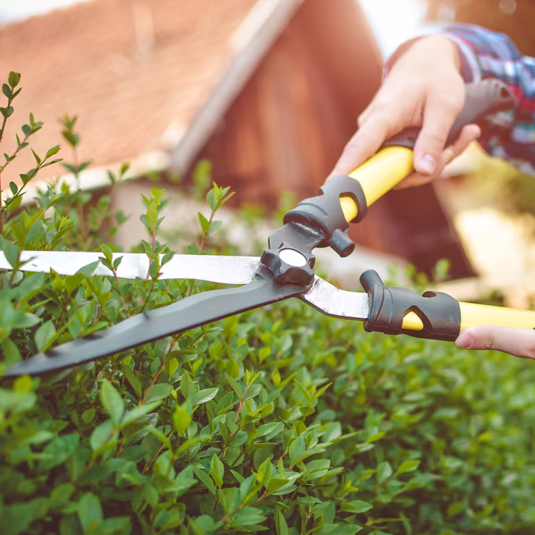 Fast-growing hedges – four good alternatives