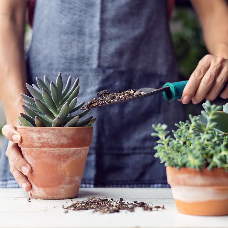 Succeeding with succulents