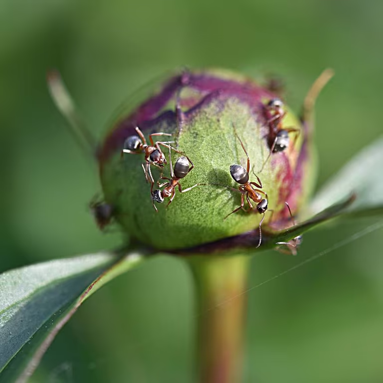 Ants in the garden - for better and for worse