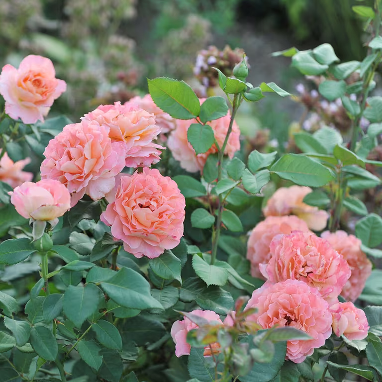 Roses in the garden – planting and care