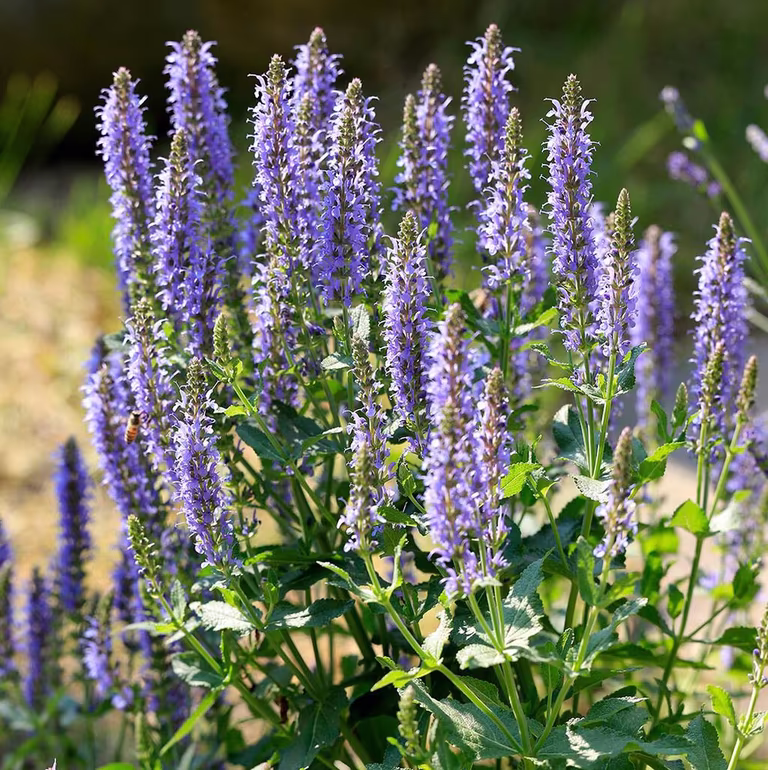 Sage – planting and care