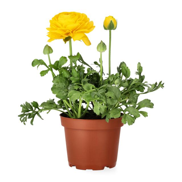 Andre påskeblomster